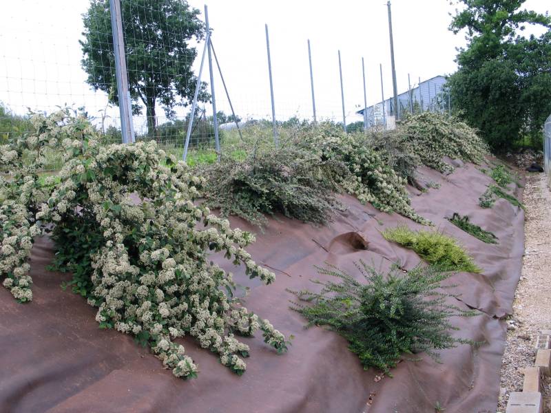 Paysagiste spécialisé dans l'aménagement de jardins à Biscarrosse, Parentis en Born et Sanguinet dans les Landes