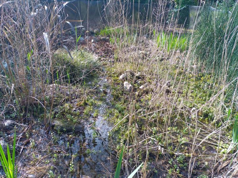 Paysagiste pour l'entretien d'un piscine naturelle à Capbreton dans les Landes 