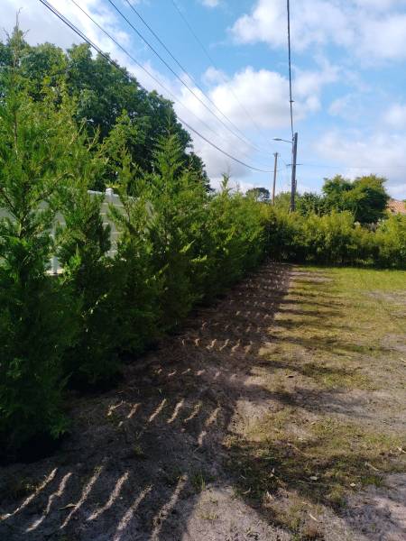 paysagistes pour la  plantation de haies persistantes