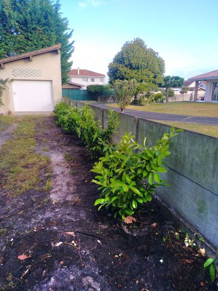 Paysagiste pour la plantation de haies persistantes