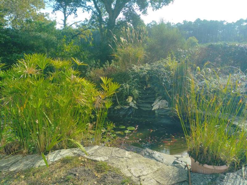 Paysagiste pour la restauration d'un bassin à poisson 