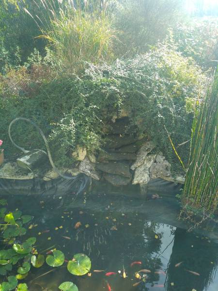 Paysagiste pour la restauration d'un bassin à poisson 