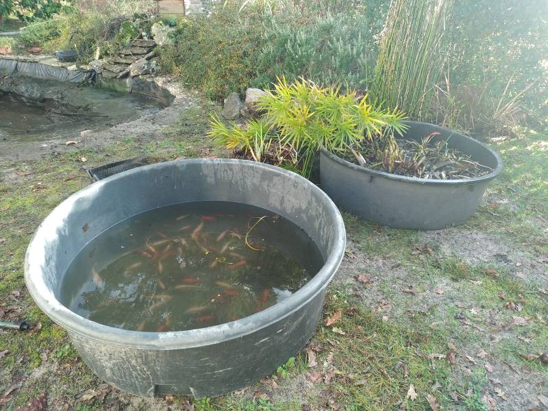 Paysagiste pour la restauration d'un bassin à poisson 