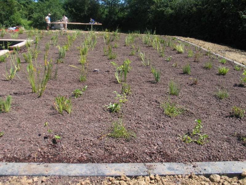 Paysagiste pour entretien de bassin à poisson à Sanguinet dans les Landes